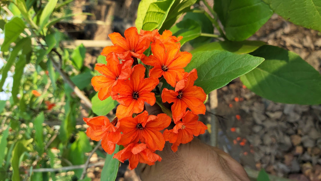 Orange Cordia Sebestena Flower Seeds for Planting – Heirloom, Non-GMO, High Germination Organic Garden Seeds