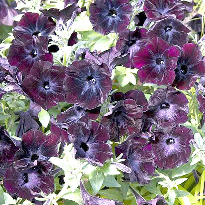 Petunia Debonair Black Cherry Flower Seeds for Planting – Heirloom, Non-GMO, Fragrant Home Garden Seeds