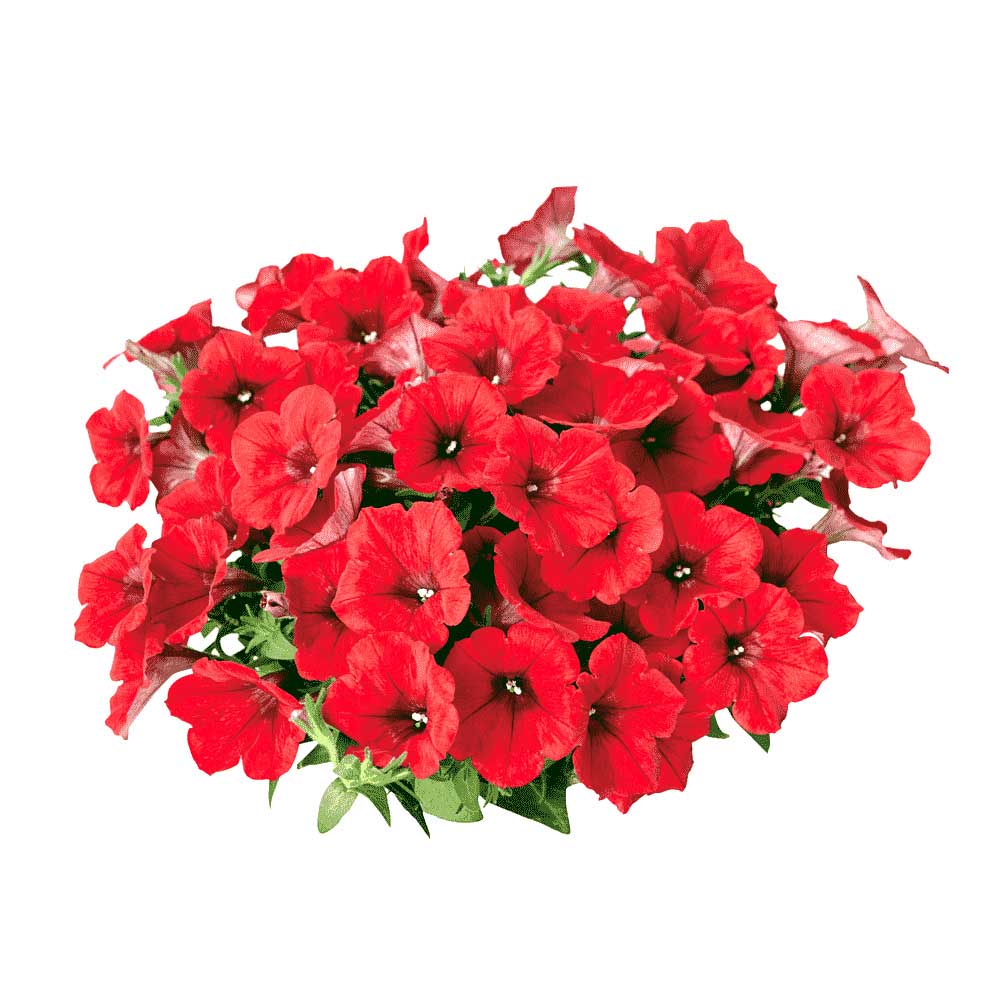 Petunia Super Cascade Red Flower Seeds for Planting – Heirloom, Non-GMO, High Germination Garden Seeds