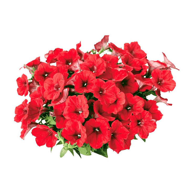 Petunia Super Cascade Red Flower Seeds for Planting – Heirloom, Non-GMO, High Germination Garden Seeds