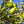 Argania Spinosa Fruit Seeds for Planting – Heirloom, Non-GMO, Nutritious Aromatic Harvest Seeds