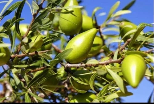 Argania Spinosa Fruit Seeds for Planting – Heirloom, Non-GMO, Nutritious Aromatic Harvest Seeds