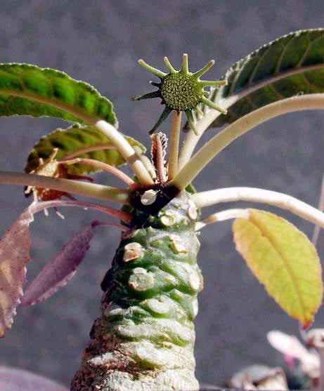 Green Dorstenia Foetida Herb Seeds for Planting – Heirloom, Non-GMO, Organic Garden Seeds with High Germination