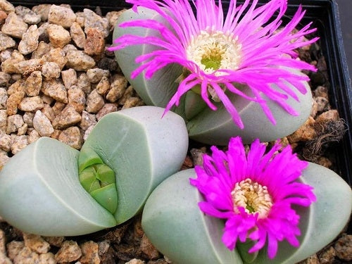 Argyroderma Flower Seeds for Planting – Heirloom, Non-GMO, High Germination Hardy Variety