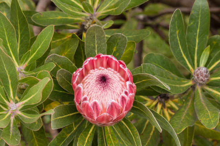 Pink Neriifolia Flower Seeds for Planting – Hardy Heirloom, Non-GMO, High Germination Organic Garden Seeds
