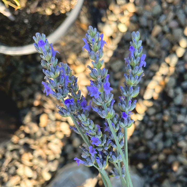 Blue Provence Lavender Flower Seeds for Planting – Heirloom Non-GMO High Germination Organic Garden Seeds