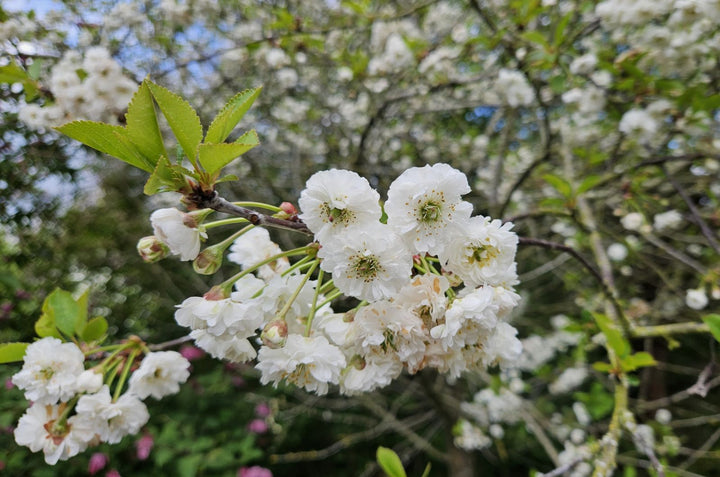 White Cerasus Perennial Flower Seeds for Planting – Heirloom, Non-GMO, Drought-Tolerant Garden Seeds