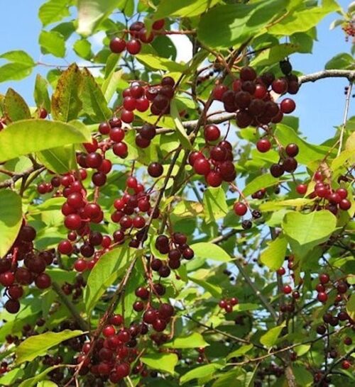 Pin Cherry Prunus Pensylvanica Fruit Seeds for Planting – Heirloom, Non-GMO, Juicy Red Cherry Seeds, High Germination