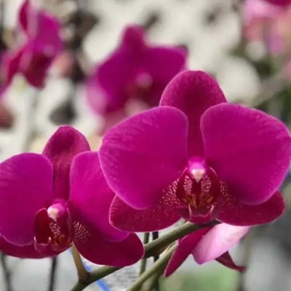 Dark Pink Phalaenopsis Orchid Flower Seeds for Planting – Heirloom, Non-GMO, Easy to Grow, Home Garden
