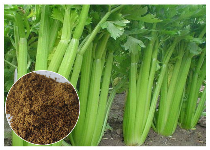Green Apium Graveolens Celery Herb Seeds for Planting – Heirloom, Non-GMO, Organic Garden Seeds with High Germination