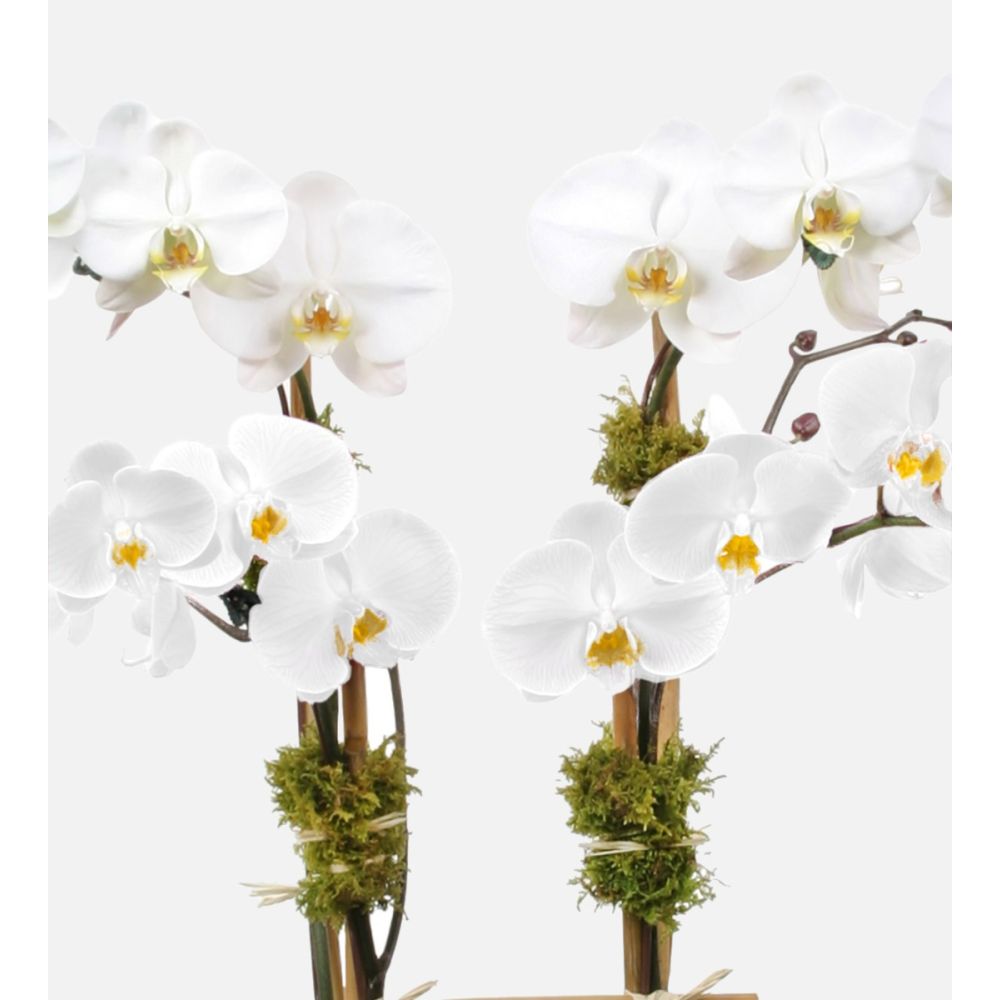 White Phalaenopsis Orchid Flower Seeds for Planting – Heirloom, Non-GMO, High Germination Organic Garden Seeds