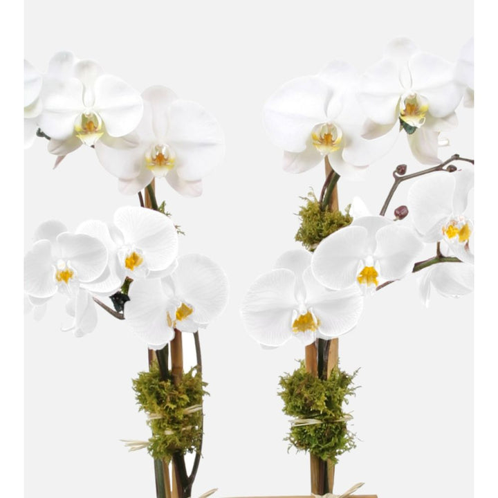 White Phalaenopsis Orchid Flower Seeds for Planting – Heirloom, Non-GMO, High Germination Organic Garden Seeds