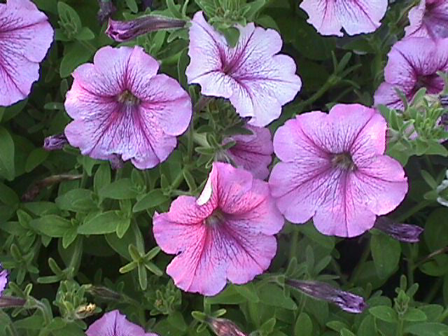 Violet Petunia Hybrida Hanging Flower Seeds for Planting – Heirloom, Non-GMO, High Germination Organic Garden Seeds
