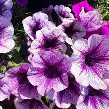 Violet Petunia Hybrida Hanging Flower Seeds for Planting – Heirloom, Non-GMO, High Germination Organic Garden Seeds