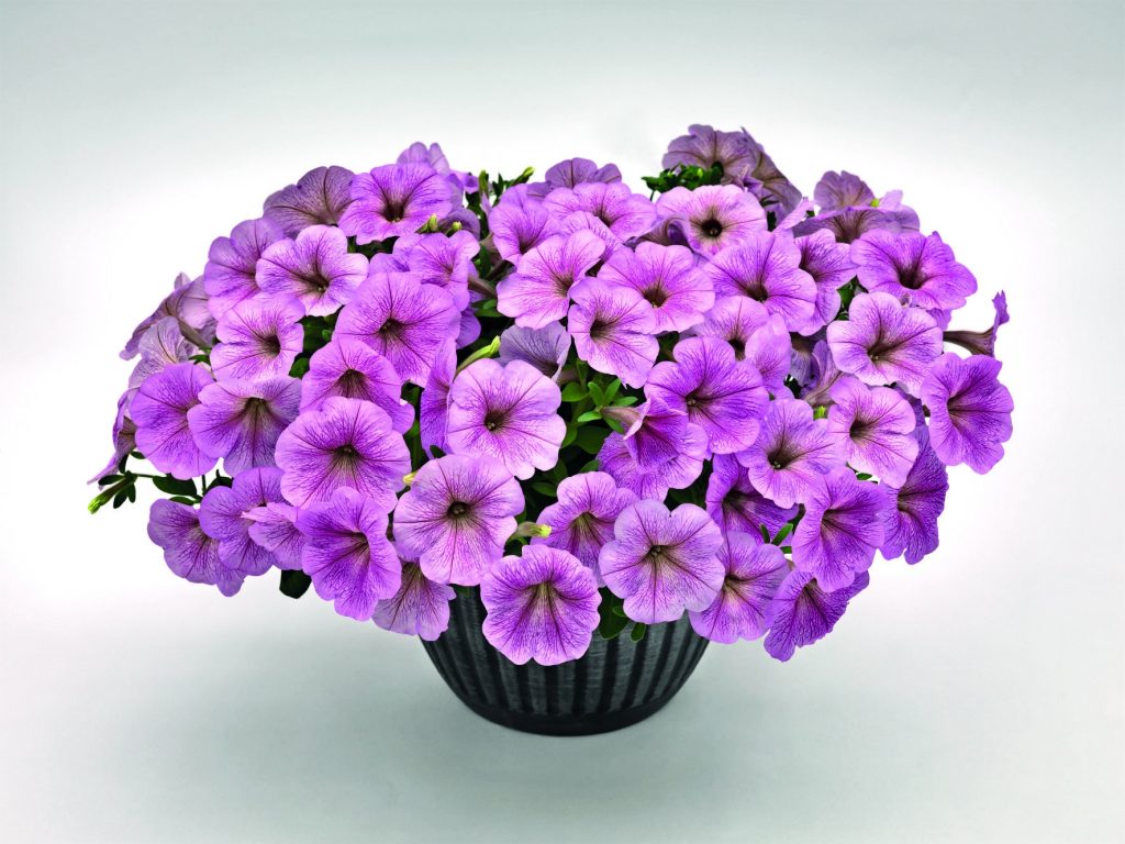 Violet Petunia Hybrida Hanging Flower Seeds for Planting – Heirloom, Non-GMO, High Germination Organic Garden Seeds