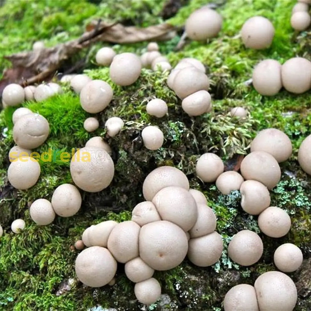 Puffball Mushroom Spores – Heirloom Non-GMO Edible Fungi Vegetable Garden Seed for Planting, Organic Garden Spores, High Germination