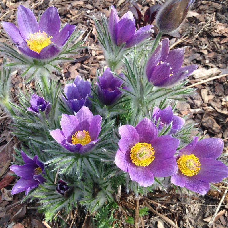 Pasque Flower Seeds for Planting – Heirloom Non-GMO, High Germination Organic Garden Seeds for Home Garden