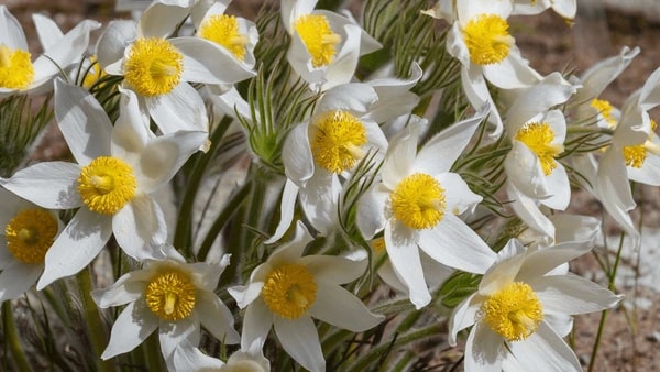 White Anemone Pulsatilla Flower Seeds for Planting – Vibrant Colors, Heirloom, Non-GMO Home Garden Seeds