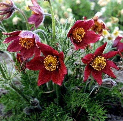 Red Anemone Pulsatilla Flower seeds for Planting – Vibrant Colors, Heirloom, Non-GMO Home Garden
