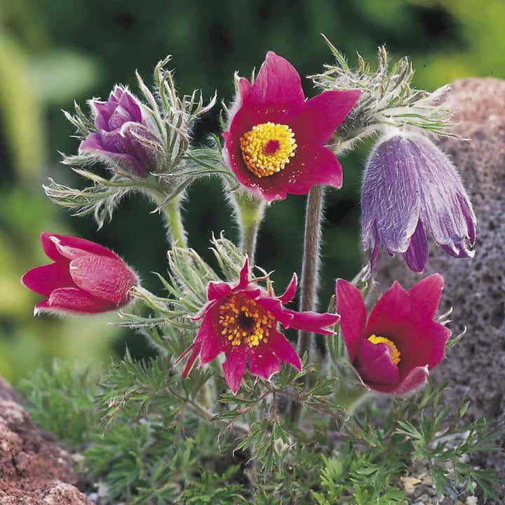 Mixed Anemone Pulsatilla Flower Seeds for Planting | Heirloom Non-GMO High Germination Organic Garden Seeds