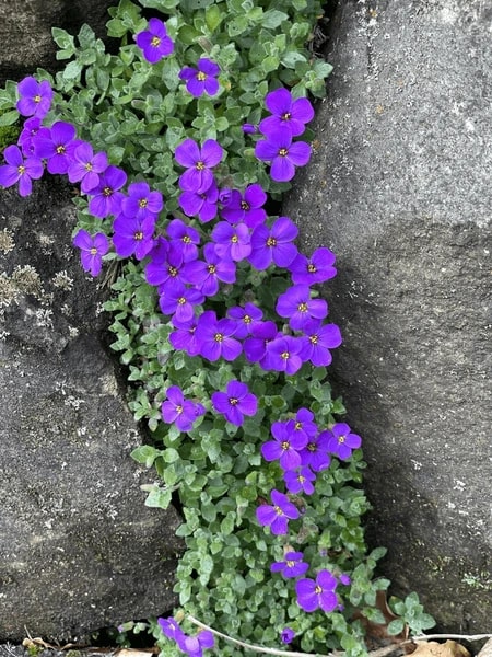 Blue Aubrieta Cultorum Flower Seeds for Planting – Heirloom, Non-GMO, High Germination Organic Garden Seeds