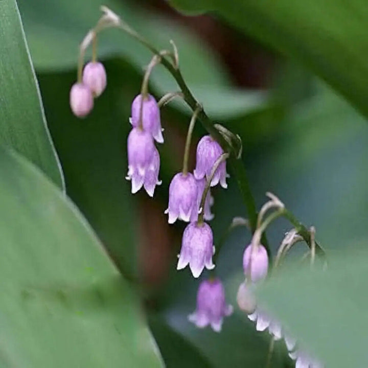 White Purple Bell Orchid Flower Seeds for Planting – Heirloom Non-GMO, High Germination Organic Garden Seeds