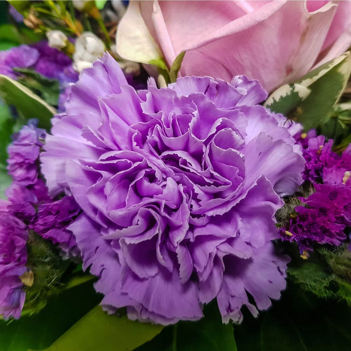 Violet Carnation Flower Seeds for Planting – Heirloom, Non-GMO, High Germination Organic Garden Seeds