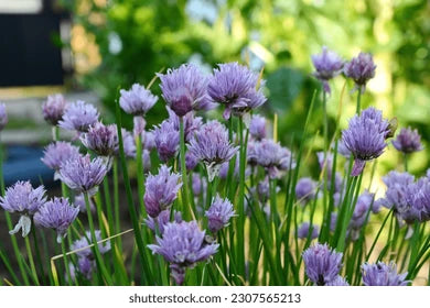 Rustic Ciboulette Flower Seeds – Heirloom Non-GMO, Seasonal Bloomer for Home Garden Planting