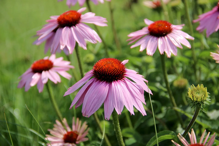 ConeFlower Seeds for Planting – Wildflower Mix, Heirloom & Non-GMO Organic Garden Seeds