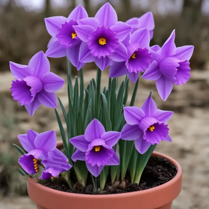 Purple Daffodil Flower Seeds for Planting – Heirloom, Non-GMO, High Germination Organic Garden Seeds