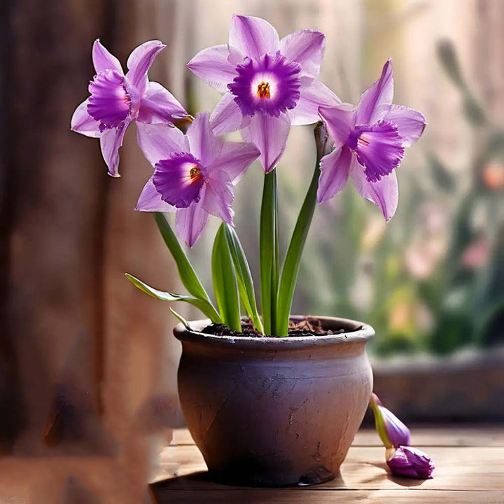 Violet Daffodil Flower Seeds for Planting – Heirloom Non-GMO Organic Garden Seeds with High Germination