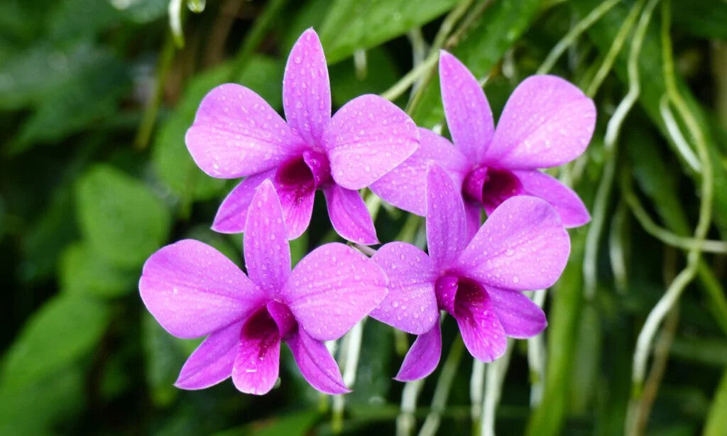 Lavender Dendrobium Flower Seeds for Planting – Heirloom Non-GMO, High Germination Organic Garden Seeds