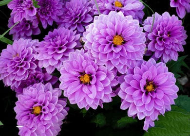 Light Violet Dahlia Flower Seeds for Planting – Heirloom Non-GMO Organic Garden Seeds