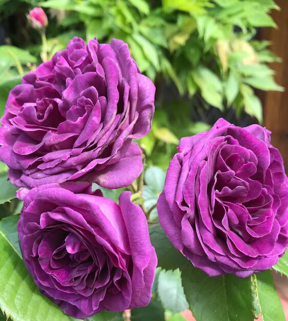 Biosnyg Purple Rose Rosa Rugosa Thunb Flower Seeds for Planting | Heirloom Non-GMO High Germination