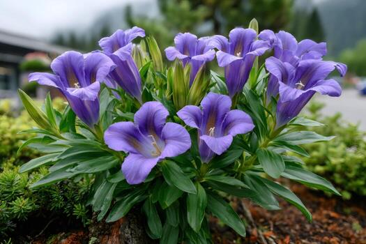 Purple Gentian Flower Seeds for Planting – Heirloom, Non-GMO, Fragrant High Germination Variety