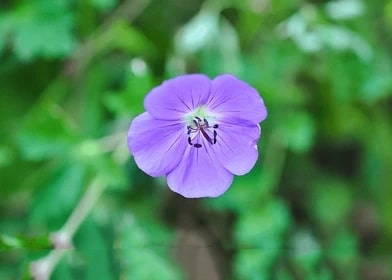 Purple Geranium Pelargonium Flower Seeds for Planting – Heirloom, Non-GMO, Vibrant, High Germination Seeds