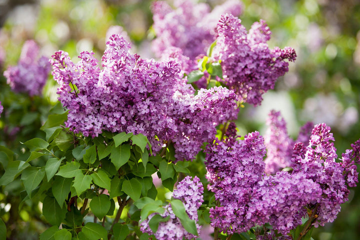Lilac Flower Seeds for Planting – Compact Growth Heirloom Non-GMO Seeds for Home Garden