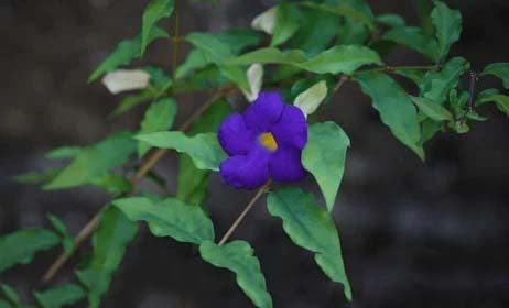 Dark Blue Mandevilla Flower Seeds for Planting – Heirloom, Non-GMO, High Germination Organic Garden Seeds
