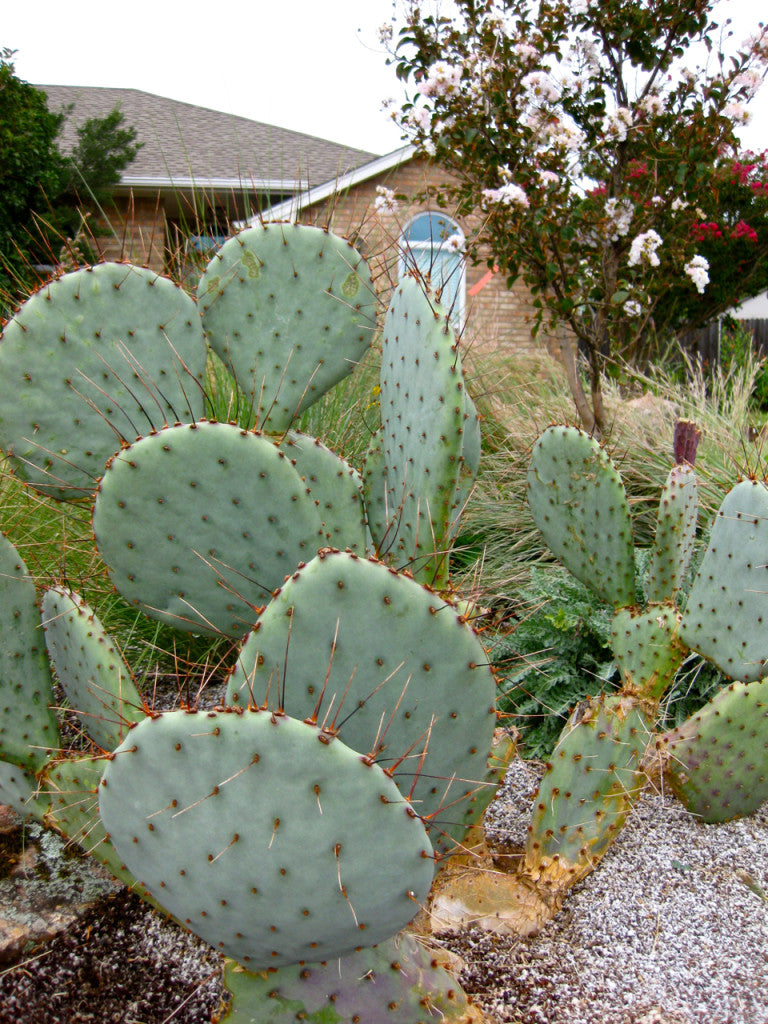 Opuntia Plant Seeds for Planting – Heirloom, Non-GMO Hardy Drought-Resistant Cactus Garden Seeds