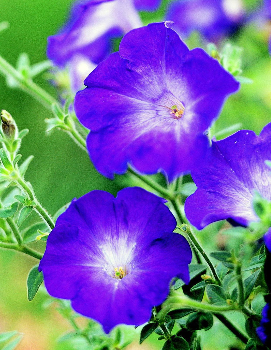 Blue Nasturtium Flower Seeds for Planting – Heirloom, Non-GMO, Low Maintenance, High Germination