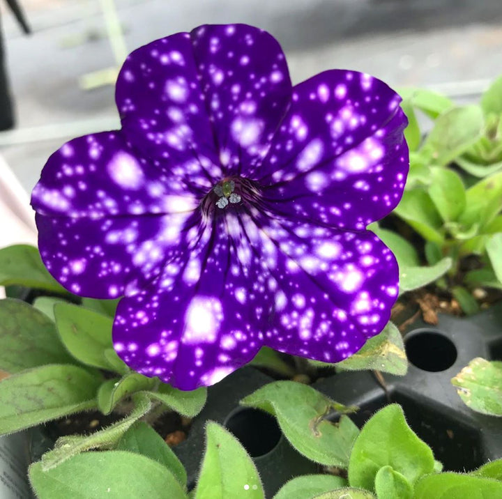 Dark Violet White Oblique Petunia Flower Seeds for Planting – Heirloom, Non-GMO, High Germination Organic Garden Seeds