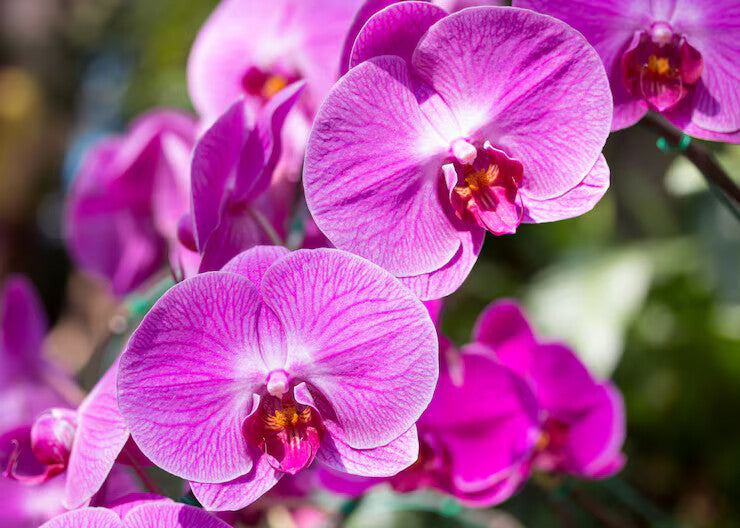 Phalaenopsis Orchid  Flower seeds for Planting - Premium Quality, Heirloom & GMO Free Seeds for Home Garden, 100pcs