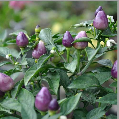 Purple Chili Vegetable Seeds for Planting – Heirloom & Non-GMO Seeds for Spicy, Colorful Garden Harvests