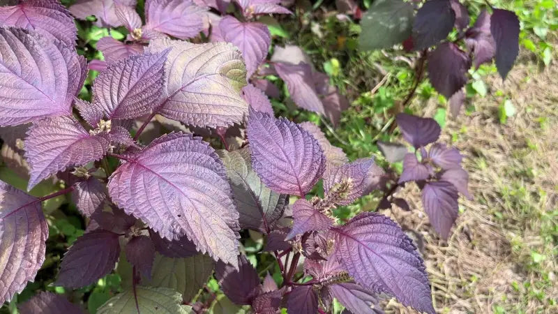 Purple Green Shiso Herb Seeds for Planting – Heirloom, Non-GMO, Organic Garden Seeds with High Germination