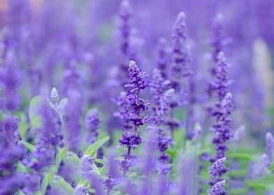 Light Violet Antirrhinum Flower Seeds for Planting – Heirloom, Non-GMO, High Germination Organic Garden Seeds