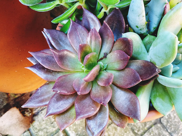 Green Purple Succulent Flower Seeds for Planting – Heirloom, Non-GMO Wildflower Mix, High Germination