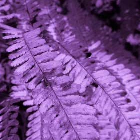 Violet Fern Seeds for Planting – Heirloom, Non-GMO, High Germination, Long Bloom Season