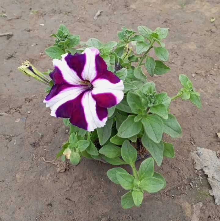 Flower Seeds, Seeds,Seeds For Planting,Plant Seeds