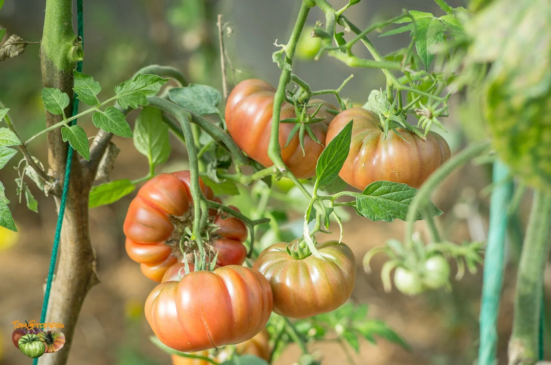 Purple Calabash Tomato Seeds – Heirloom Non-GMO Rich Heirloom Vegetable Seeds for Planting