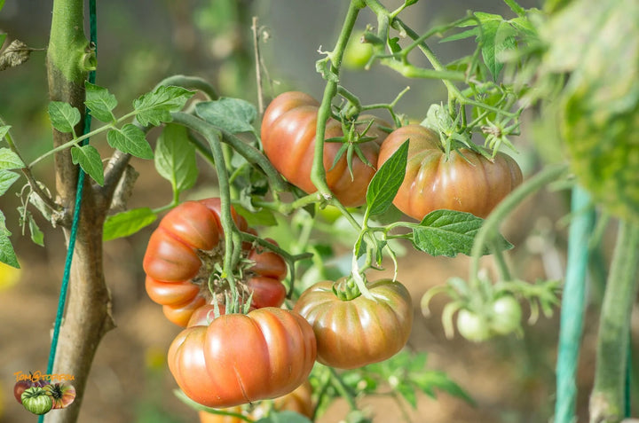 Purple Calabash Tomato Seeds – Heirloom Non-GMO Rich Heirloom Vegetable Seeds for Planting